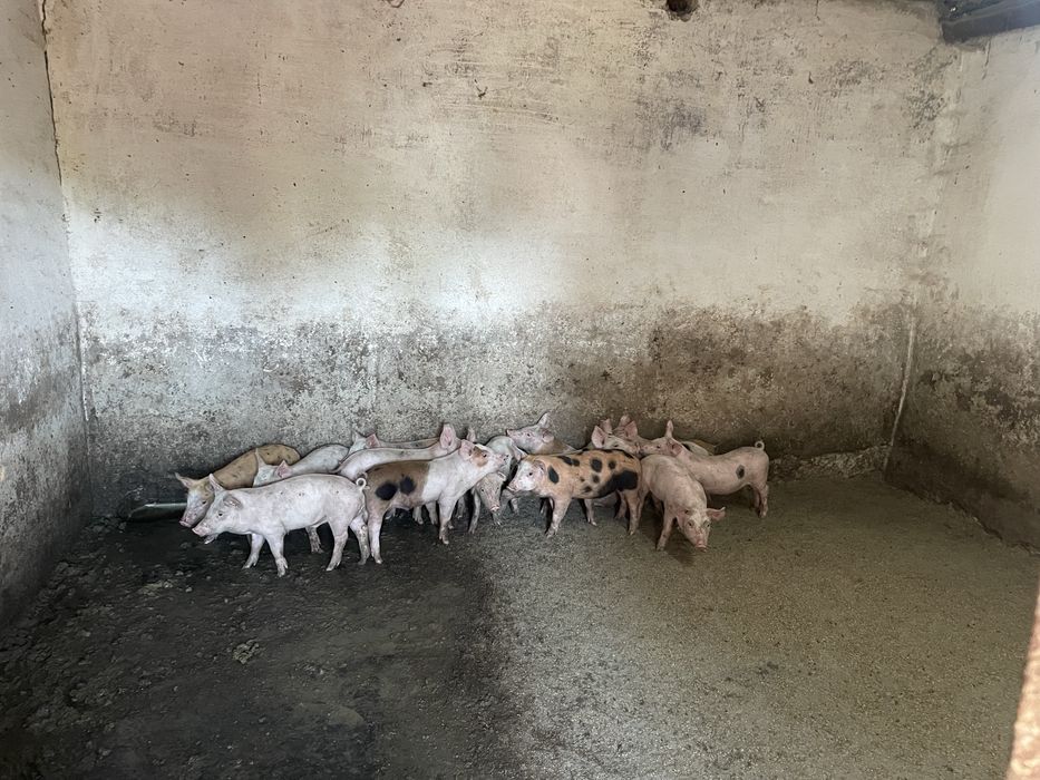 Продамо підрощених поросят