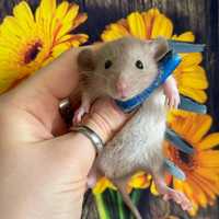 Купить крыску в Харькове малютки крысятки крысы малыши с доставкой