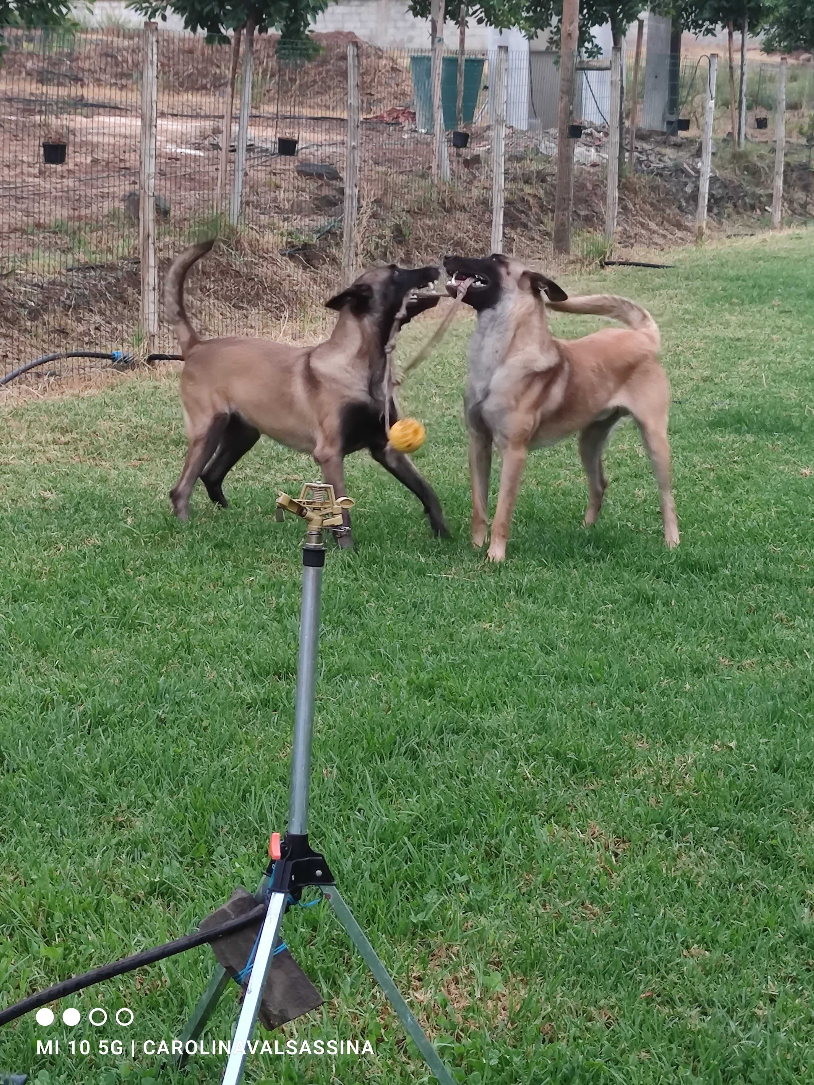 Cachorro Pastor Belga Malinois