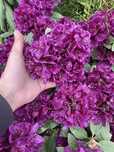 Рододендрони вічнозелені , 12  сортів