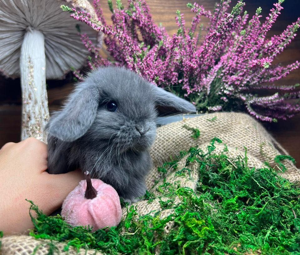 Króliki miniaturki mini teddy mini lop mini angora dostępne od ręki