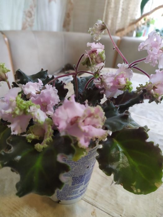 Продам фиалку ангельские кружева