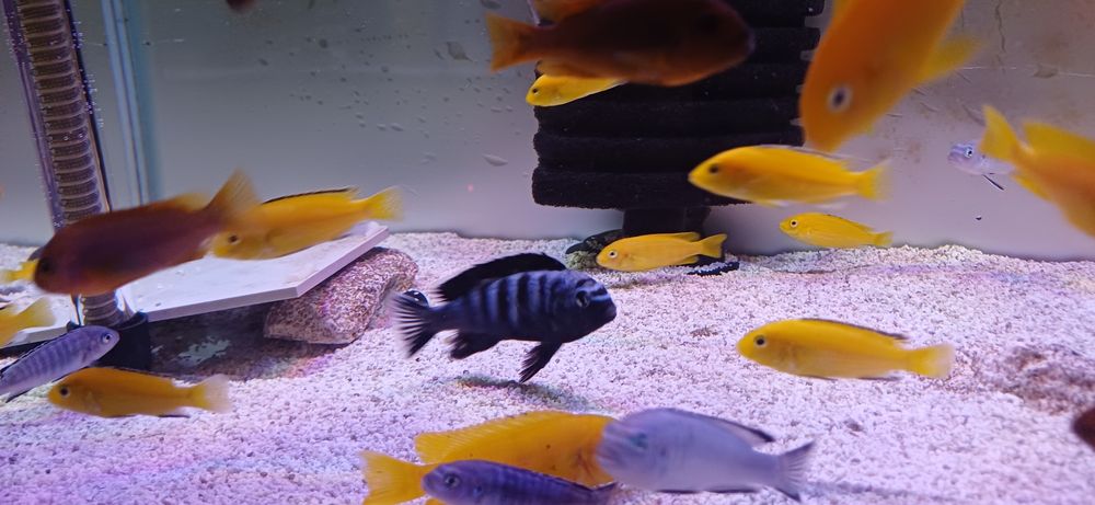 pyszczaki Chindongo  saulosi