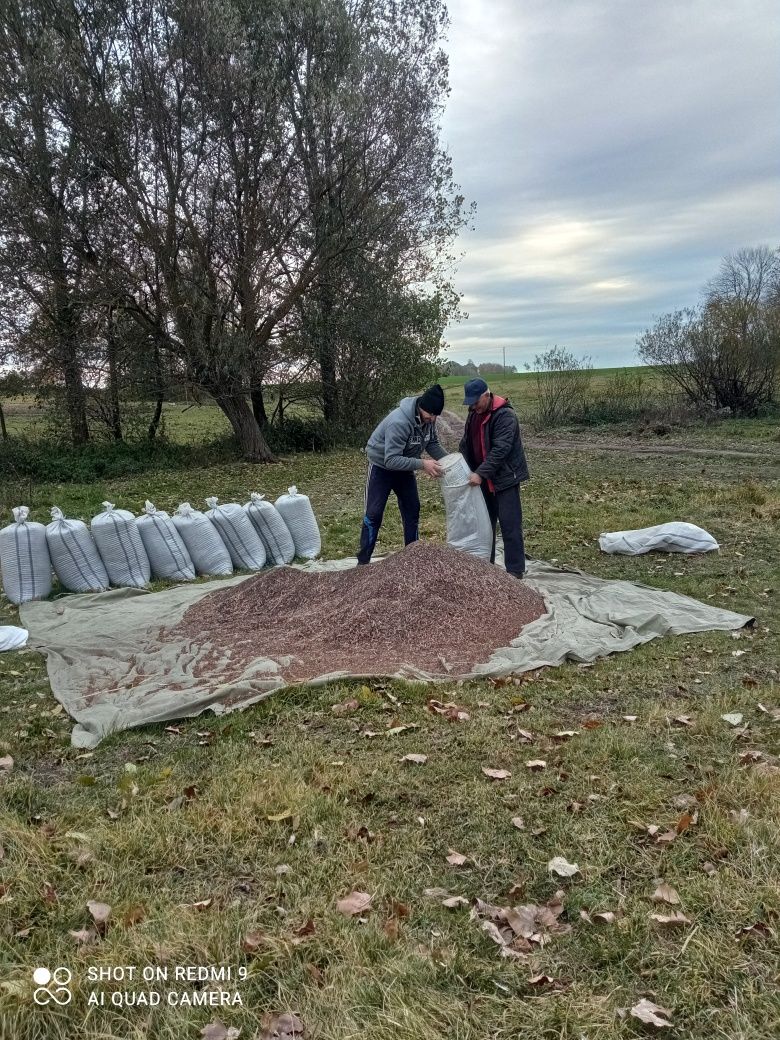 Продам гречку віяну насіннєву.