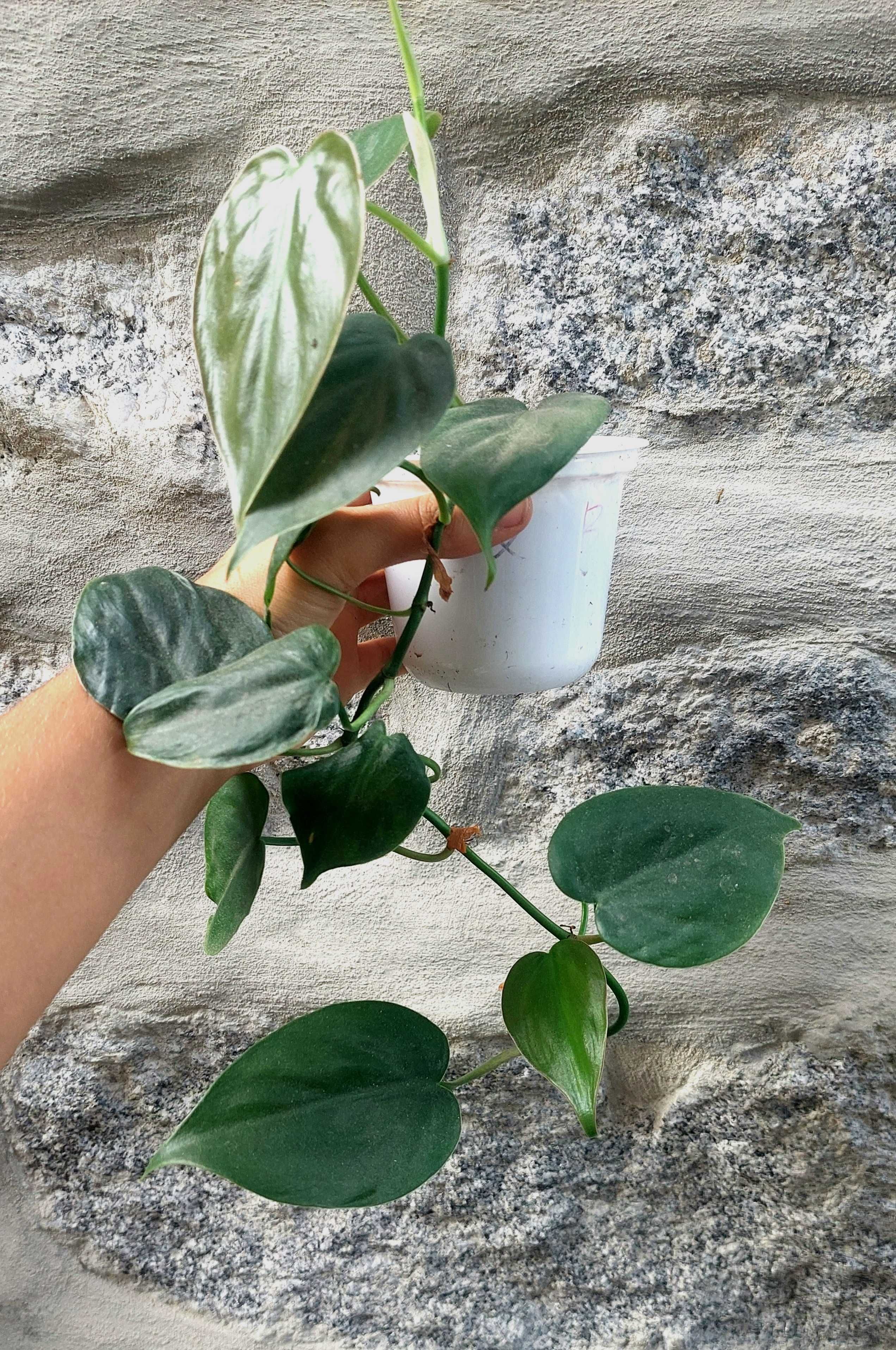 Planta Philodendron ornatum