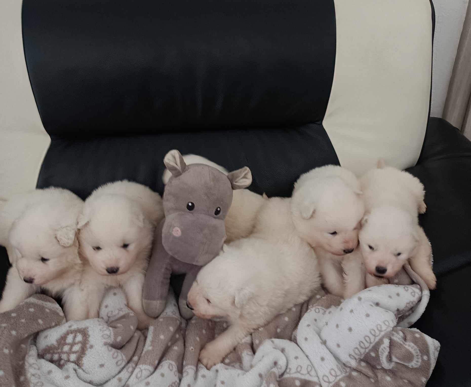 Samoyed Piękny Szczeniak do odbioru :)