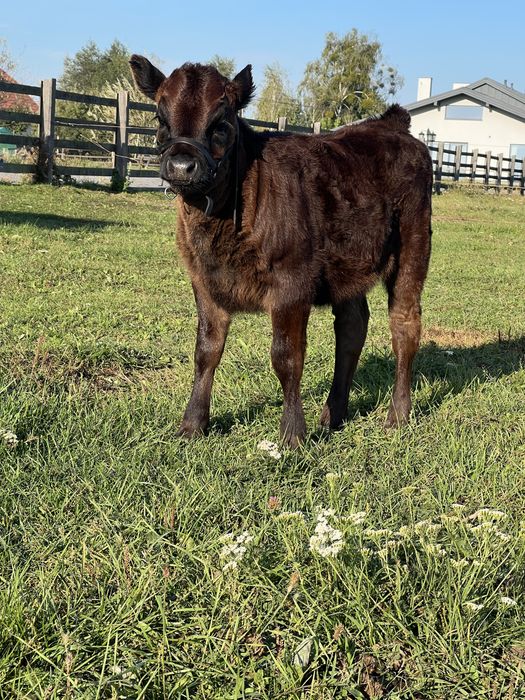 Krowa Dexter z jałowka .