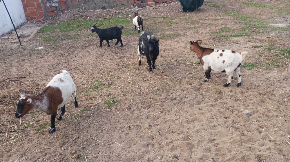 Cabras e chivo raça anã  só conjunto