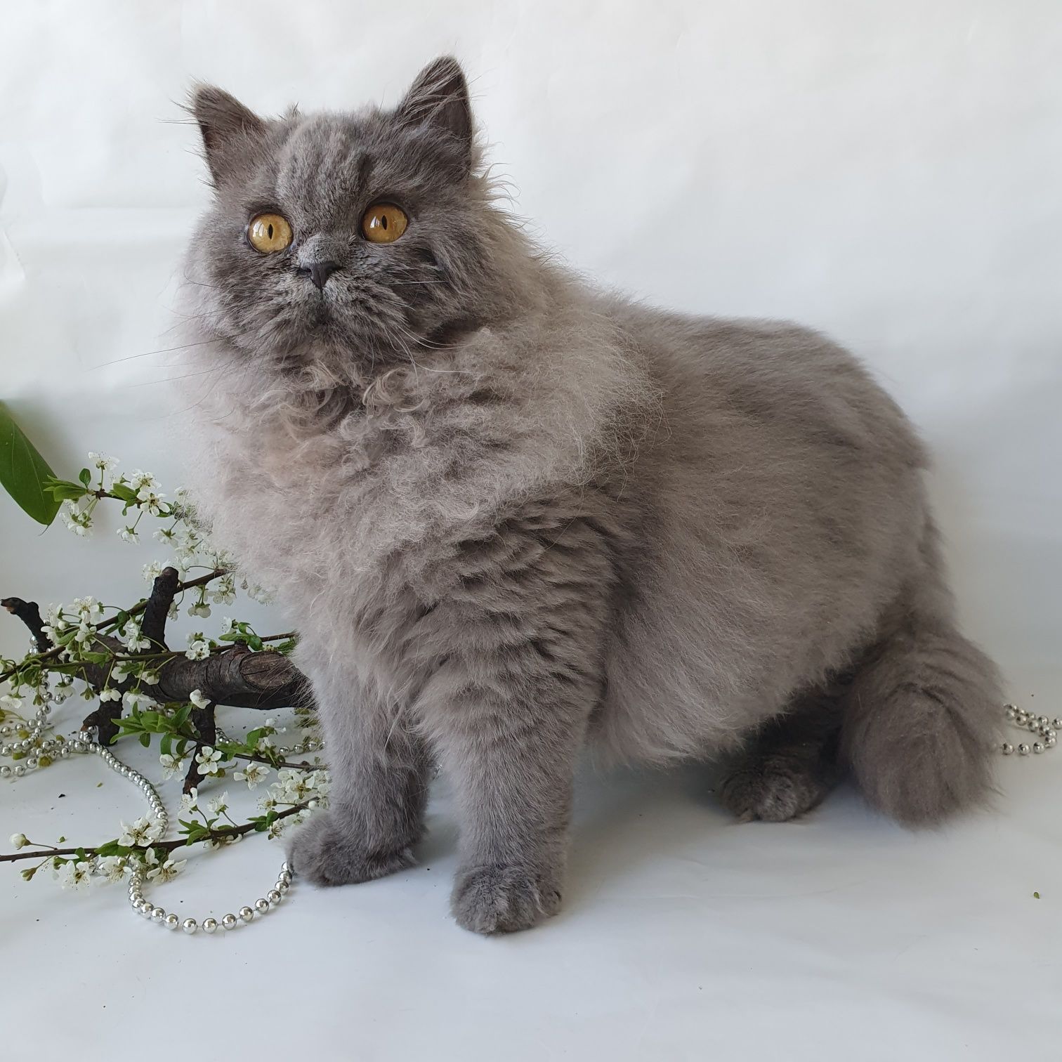 Котик-красень буде чудовим другом дитині. Кошенята, котята Киев