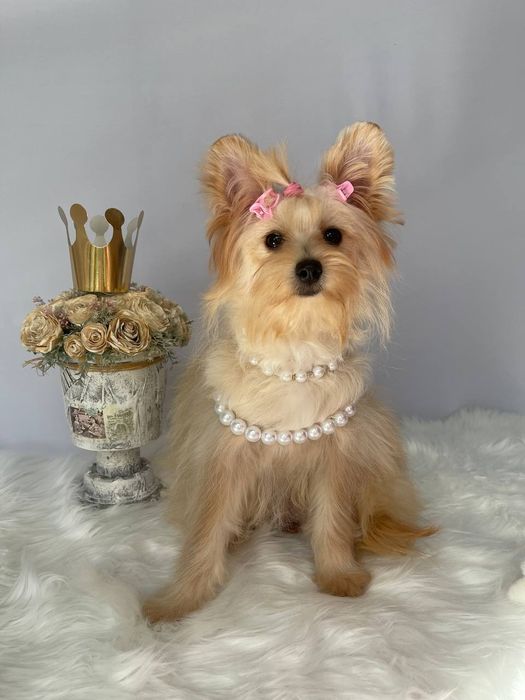 Помапу — Лише 3 дівчинки! Ідеальна можливість