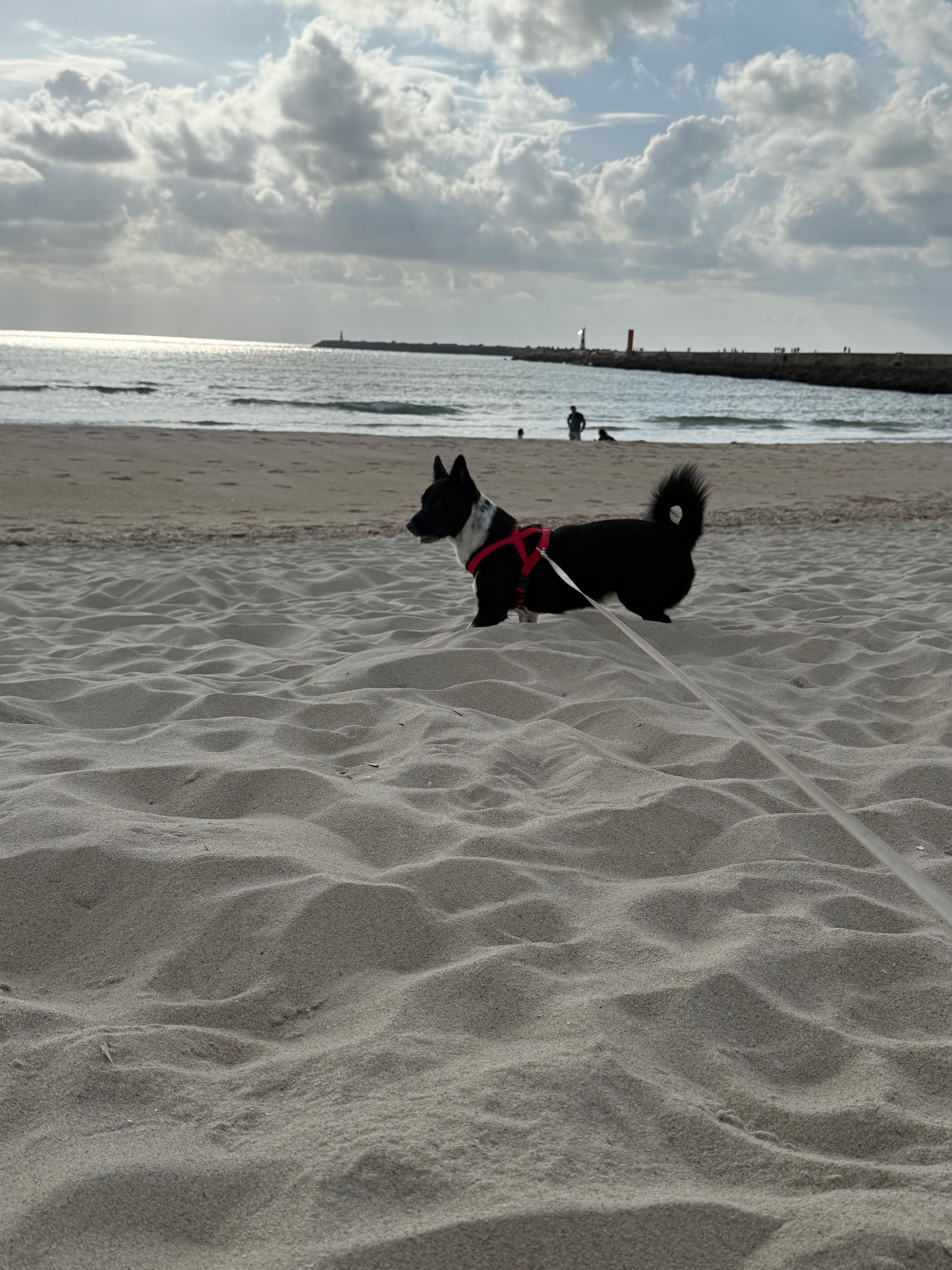 Cadela 1 ano e 5 meses