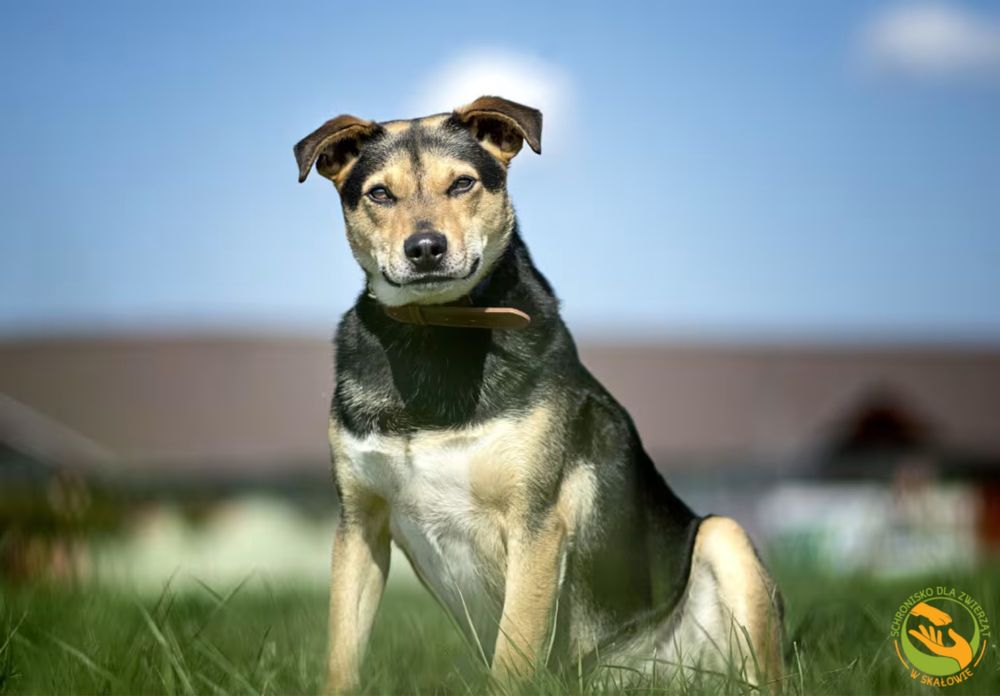 Kefir wszyscy jego towarzysze znaleźli dom tylko on niee