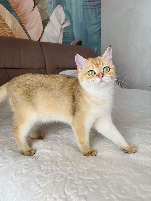 Витончена красота