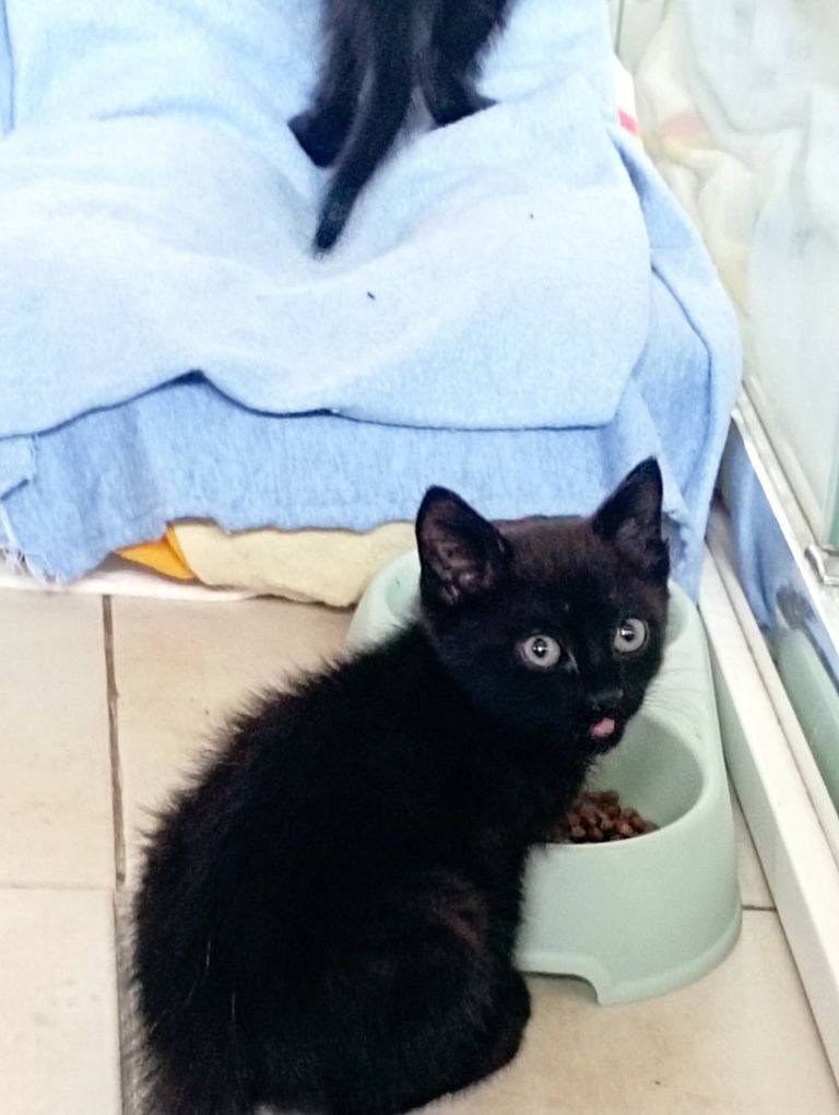 Gatos bebés para adoção responsável