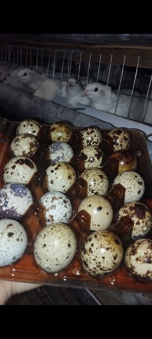 Перепілки та яйця