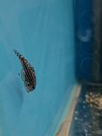 Przylga chińska cudaczek (sevellia lineolata) ryby akwariowe