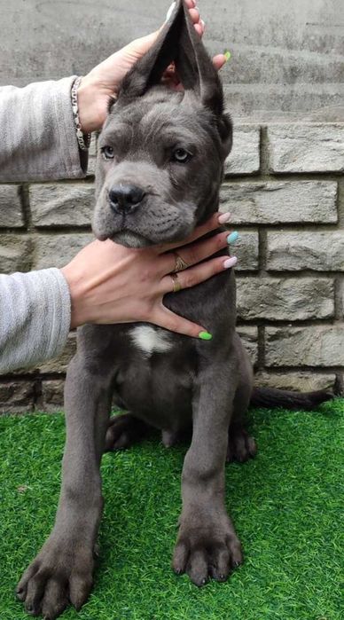 Сірий красунчик кане корсо,,Рекс,,