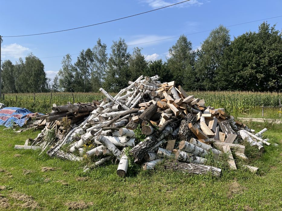 Drzewo brzoza na opał