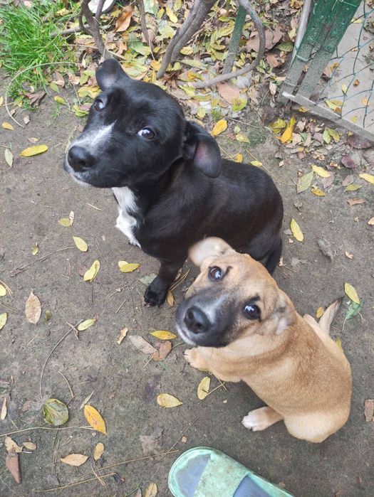 Цуценята в добрі руки