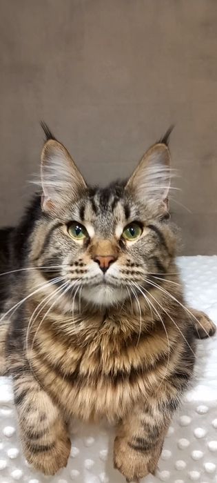 Кошечка мейн-кун: ваша антистресс-терапия и источник радости!