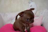 !!! ZAREZERWOWANY !!! Chihuahua czekoladowy mini piesek