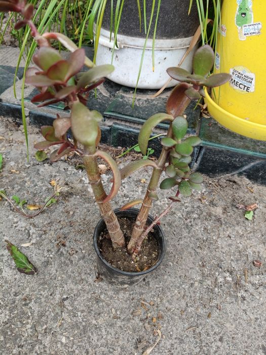 Крассуала обликва толстянка денежное дерево