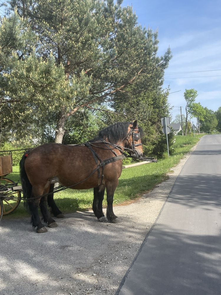 Sprzedam klacz źrebną