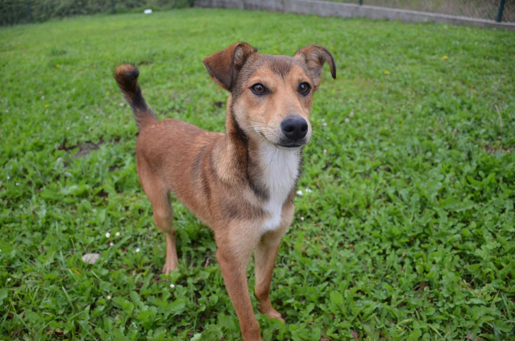 Cão Porte Médio/Pequeno Para Adoção (Téo)