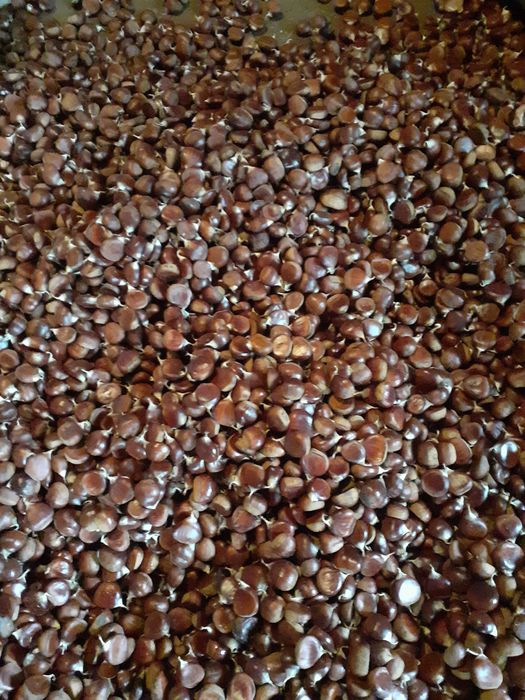 Castanha biológica