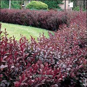 Berberys Atropurpurea Czerwony i zielony sadzonki JESIEŃ żywopłot