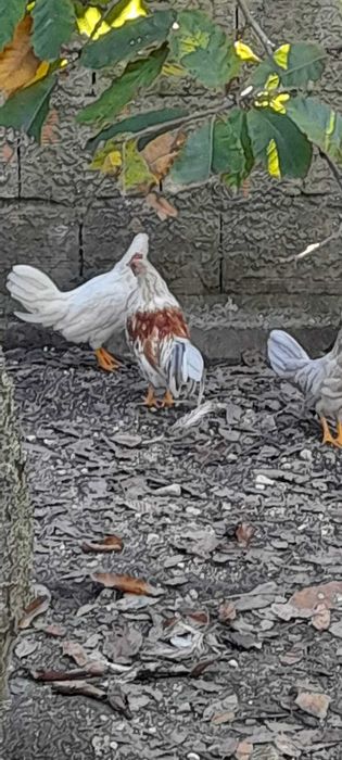 Cocós, faisões e patos