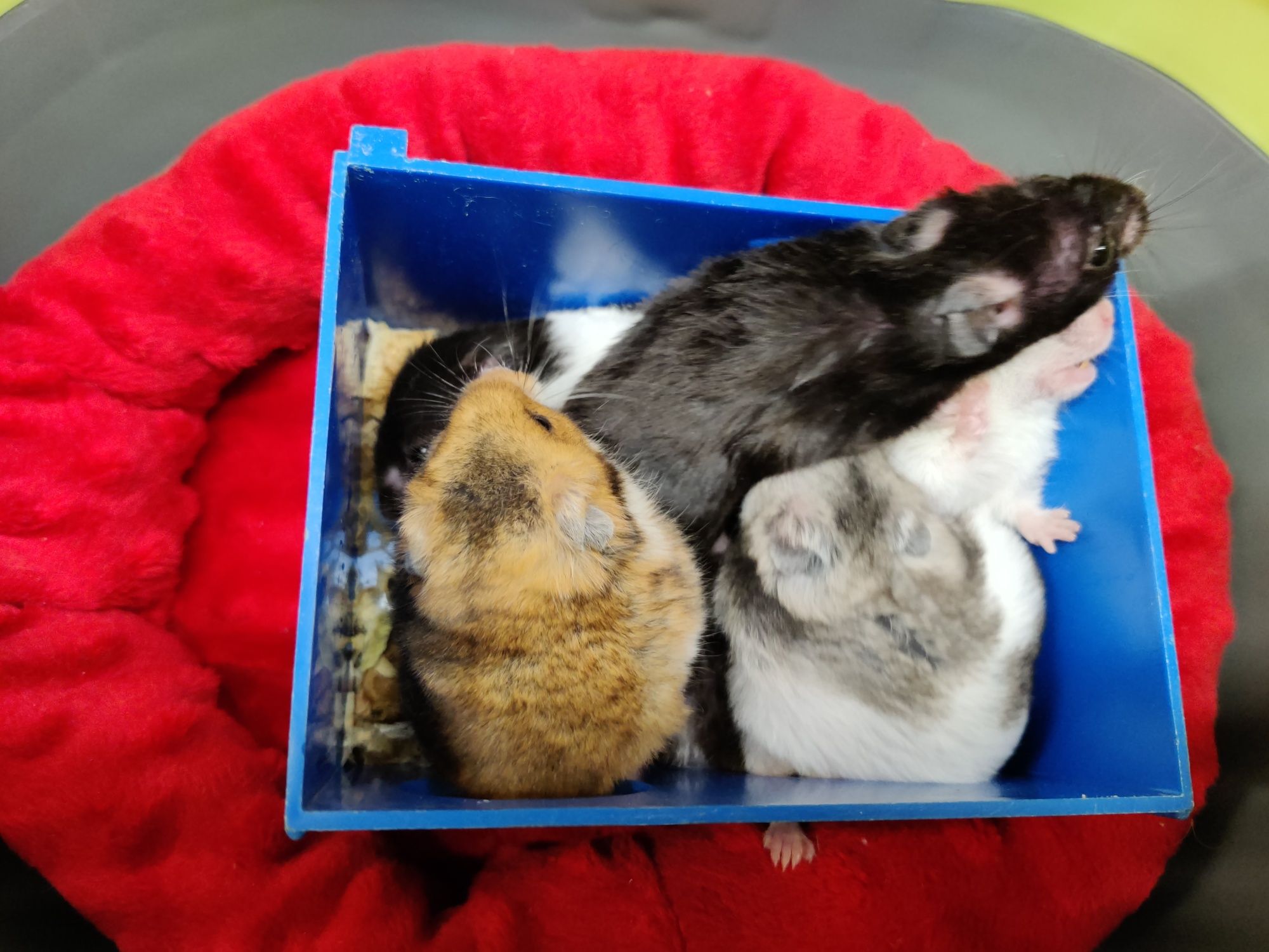 Chomiki syryjskie rożne kolory Łódź Sklep zoologiczny
