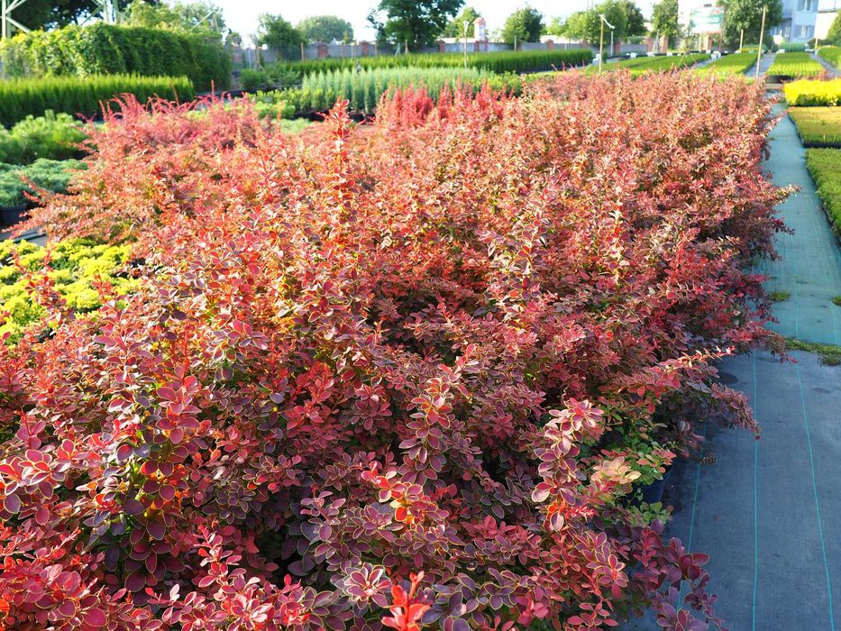 TUJA Tuje SZMARAGD  100cm-120cm PROMOCJA Łabiszyn