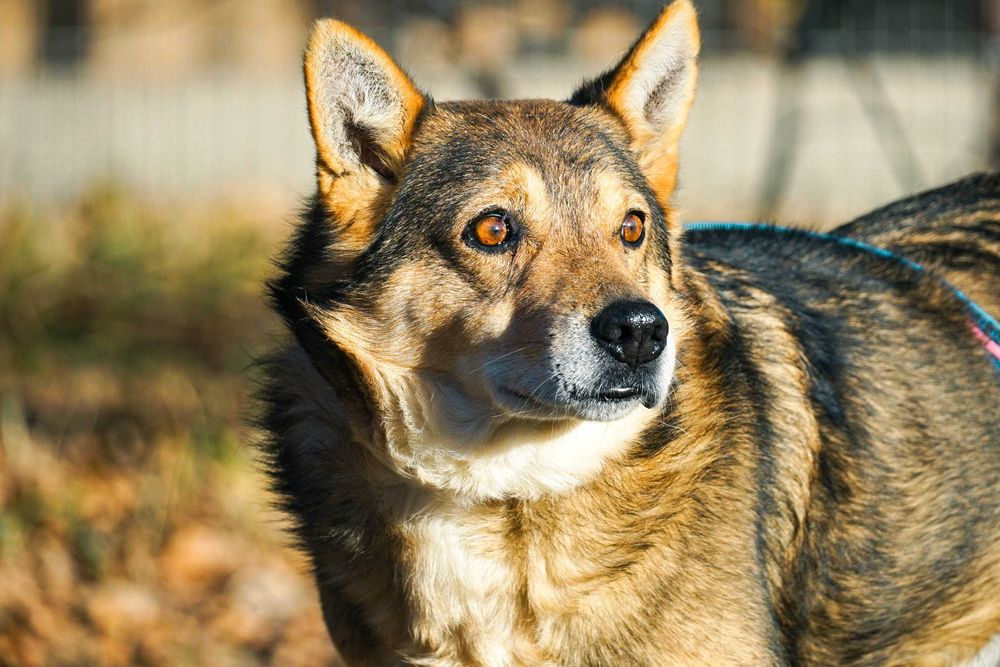 VISTO - starszy psiak błaga o dom
