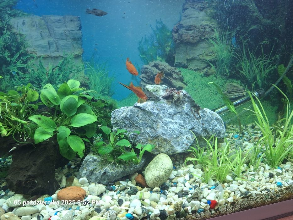 Akwarium AQUAEL 240 l