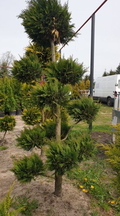 Tuja Thuja Yellow Ribbon żółty żywopłot 100-120 cm ładne, grube