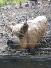 Świnie rasy mangalica