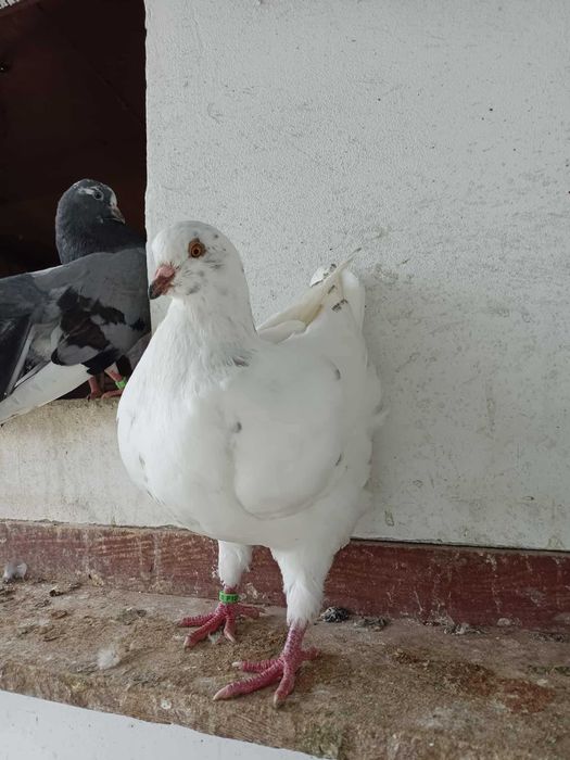 kingi gołebie rasowe