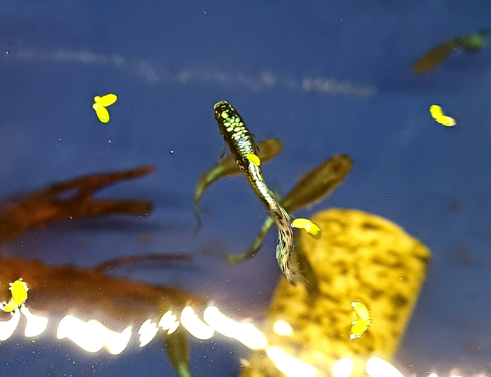 Rybki do akwarium - Gupiki Blue Dragon Big Dorsal