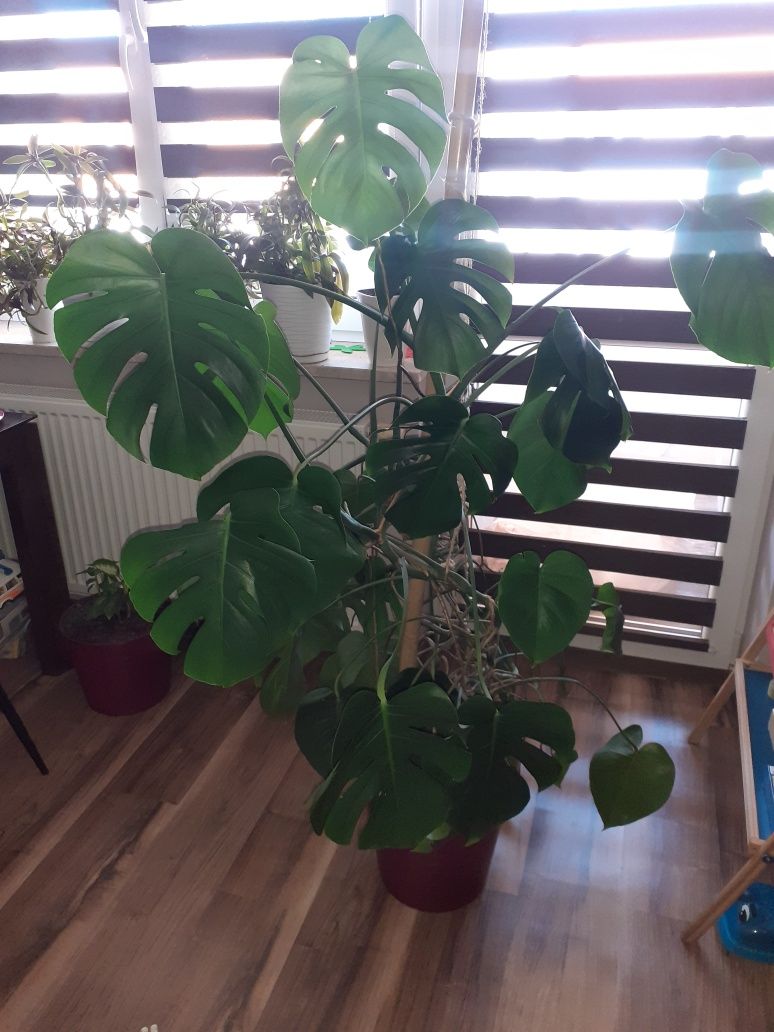 Kwiat monstera duża zdrowa piękna