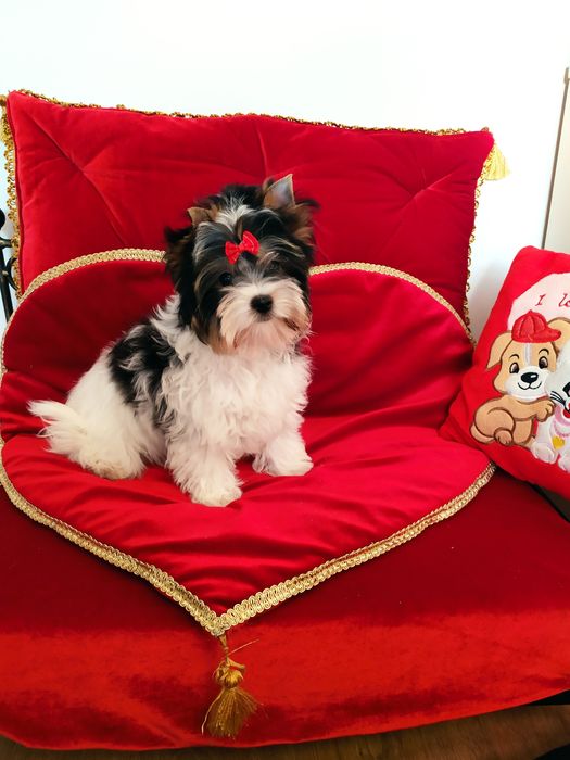 Przepiękny ,maleńki Cezar z metryką ZkwP Biewer Yorkshire terrier.