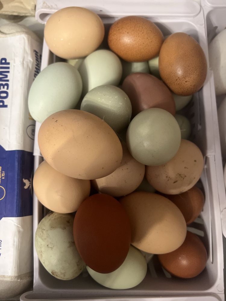 Інкубаційні яйця мішаних курей