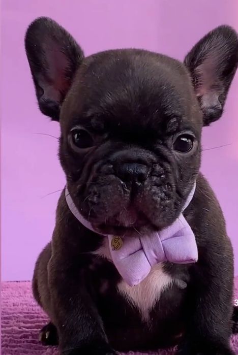 Дівчинка , красуня ,