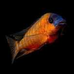 Petrochromis red bulu point.