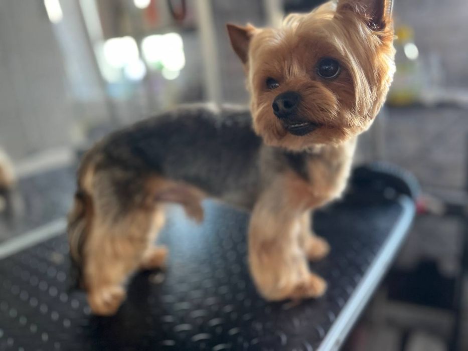 Грумінг для всіх порід собак і котів!