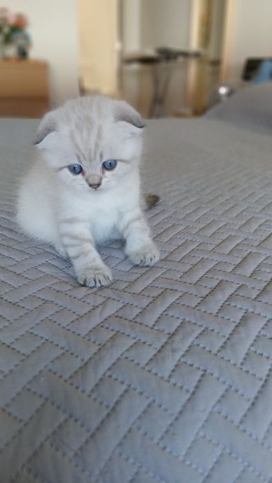 Macho Scottish Fold.