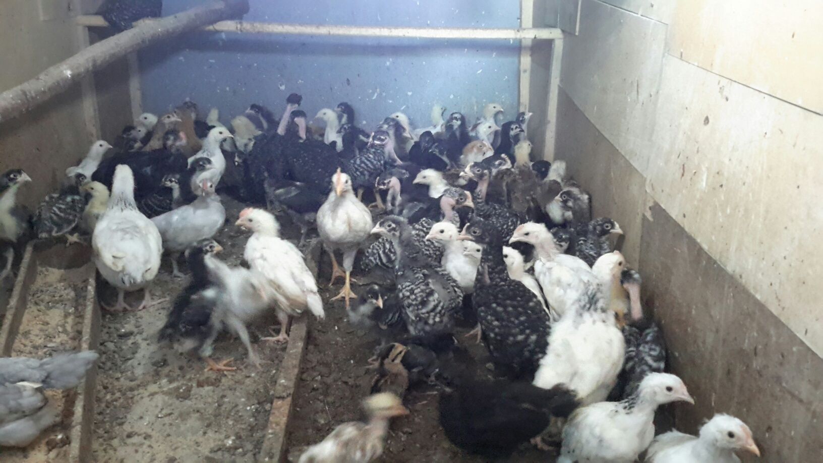 Frangos/ Galinhas *entre outras aves*