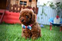 Pudel Toy Red Brown PIESEK- GENETYKA