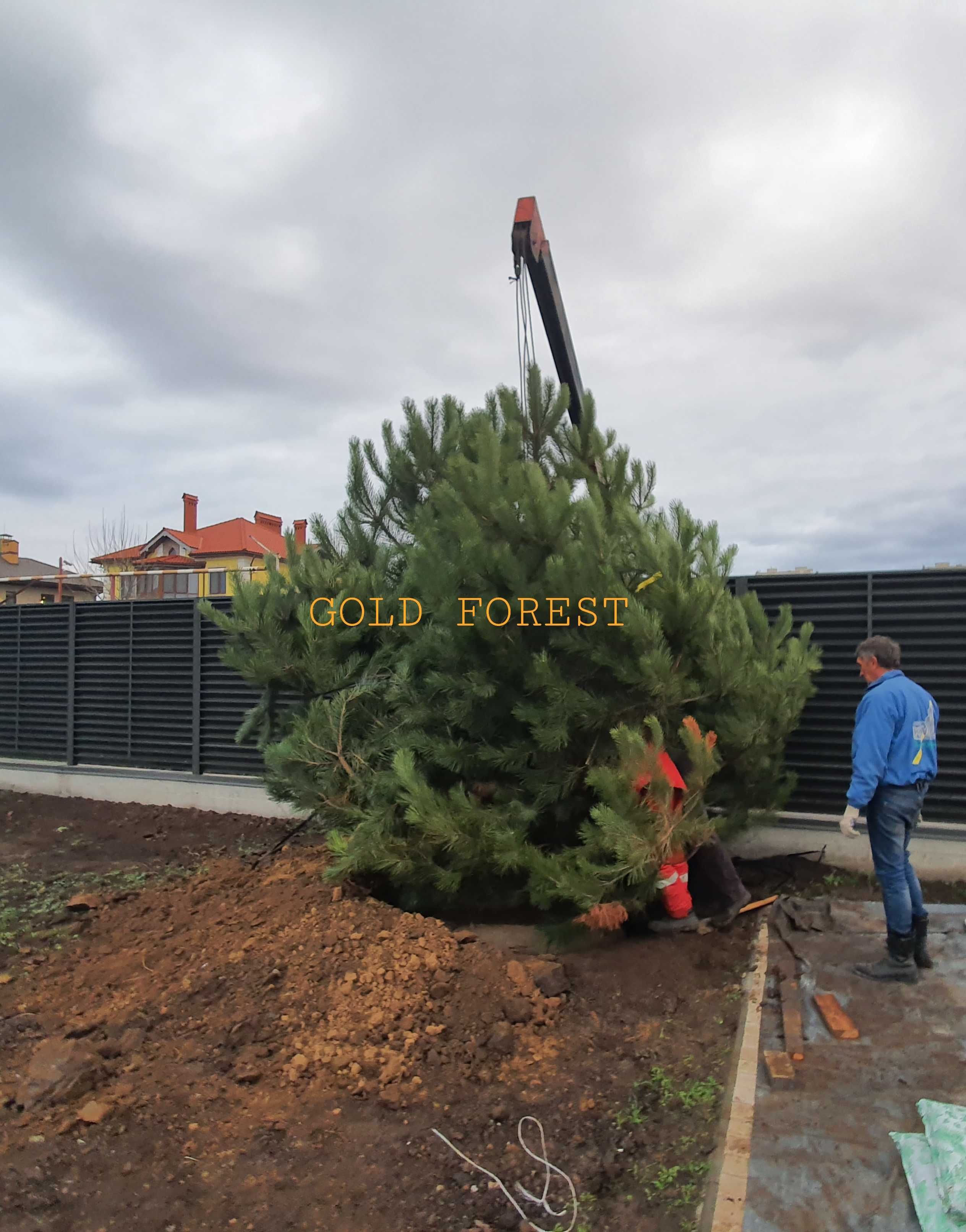 Ель голубая от питомника изелли фастигиата Gold Forest.