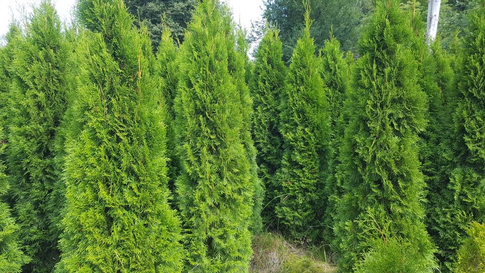 Tuja, thuja, tuje szmaragd kopana z gruntu 150-200cm